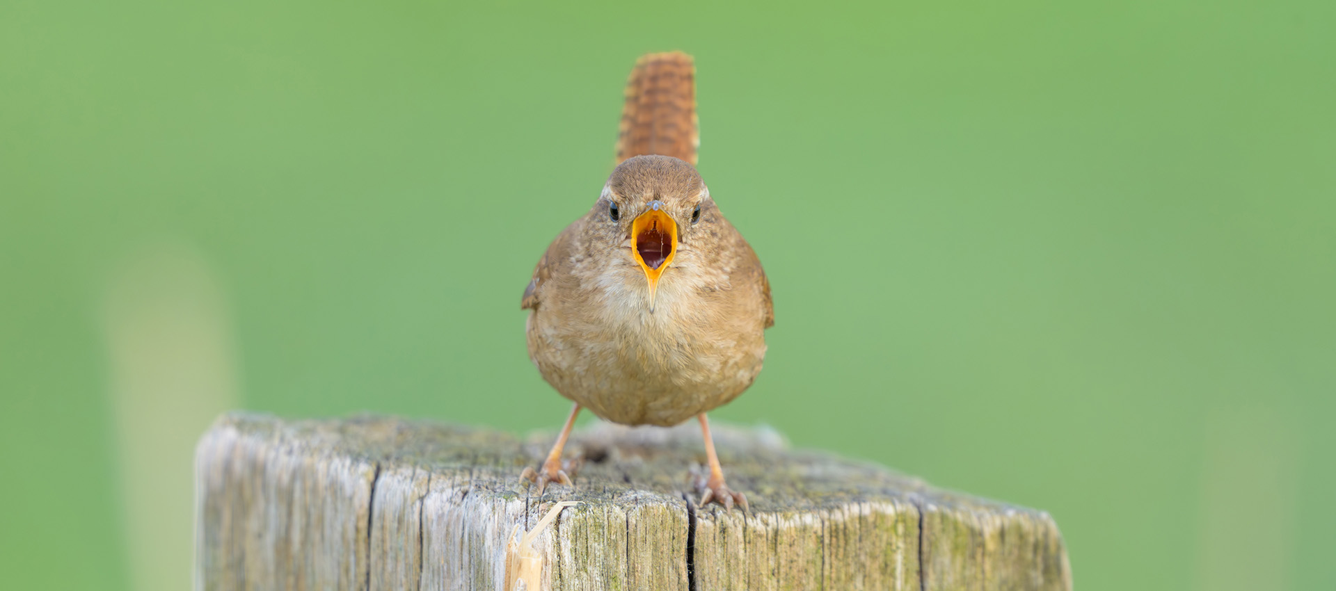 X Slider Image